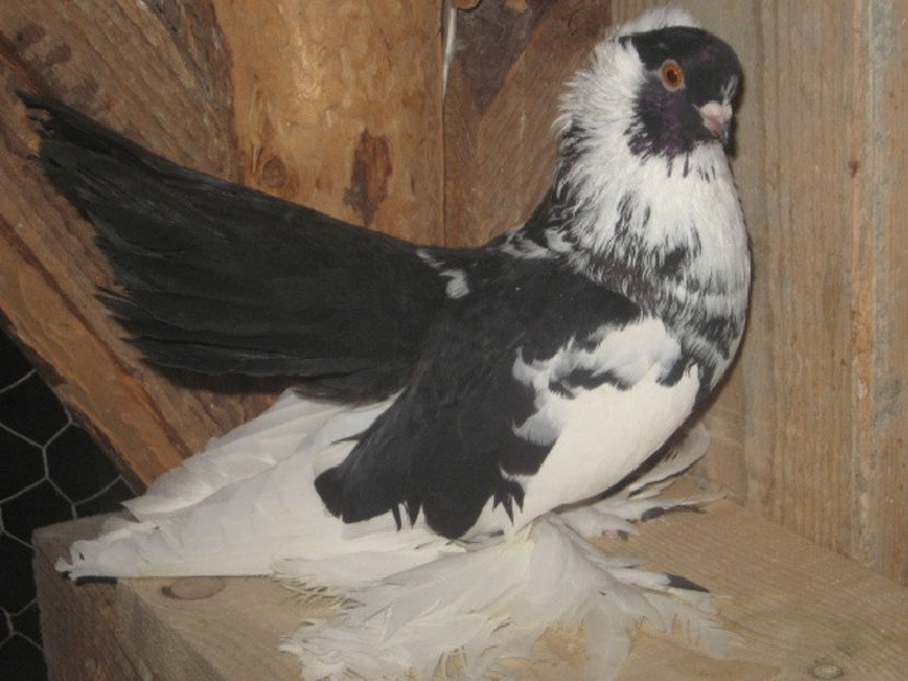 mascul 2016 - 75 lei - a6 - JUCĂTORI NORDCAUCAZIENI de vânzare