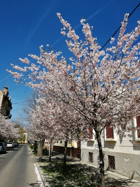 Primavara - 2019 continuare