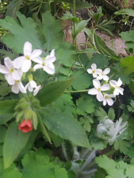  - Cheile Sohodolului martie 2019