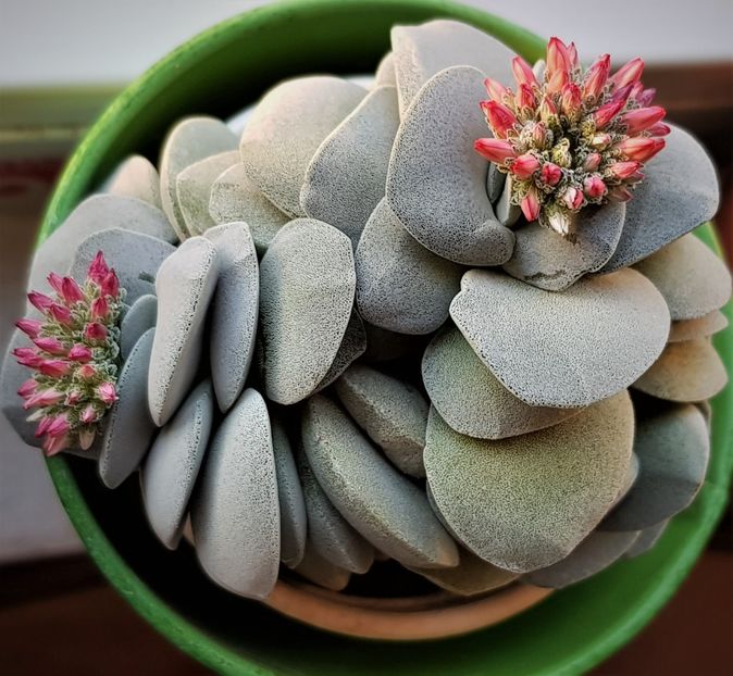  - Cactusi si suculente