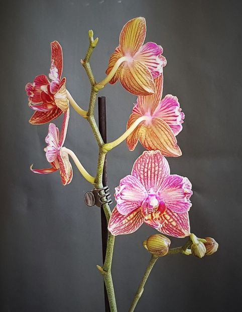  - Phalaenopsis 1