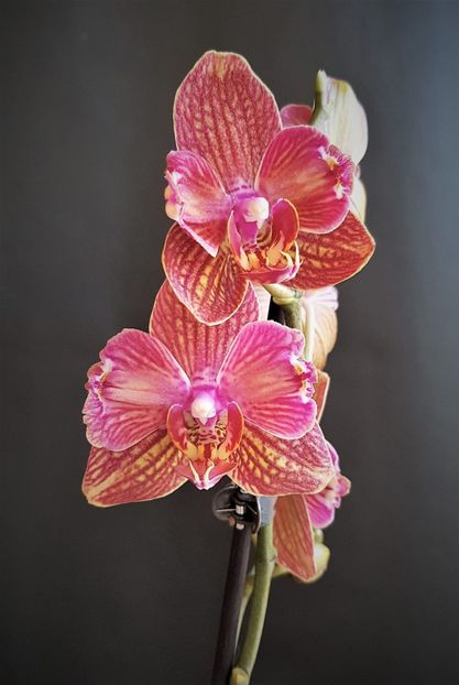 Anthura Ravello peloric - Phalaenopsis 1