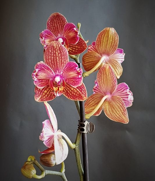  - Phalaenopsis 1