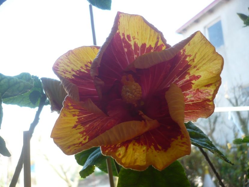 P1400727 - Vocal Coach