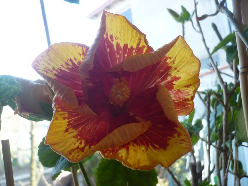 P1400728 - Vocal Coach