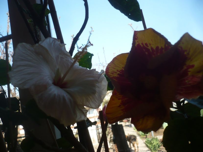 P1400729 - Vocal Coach