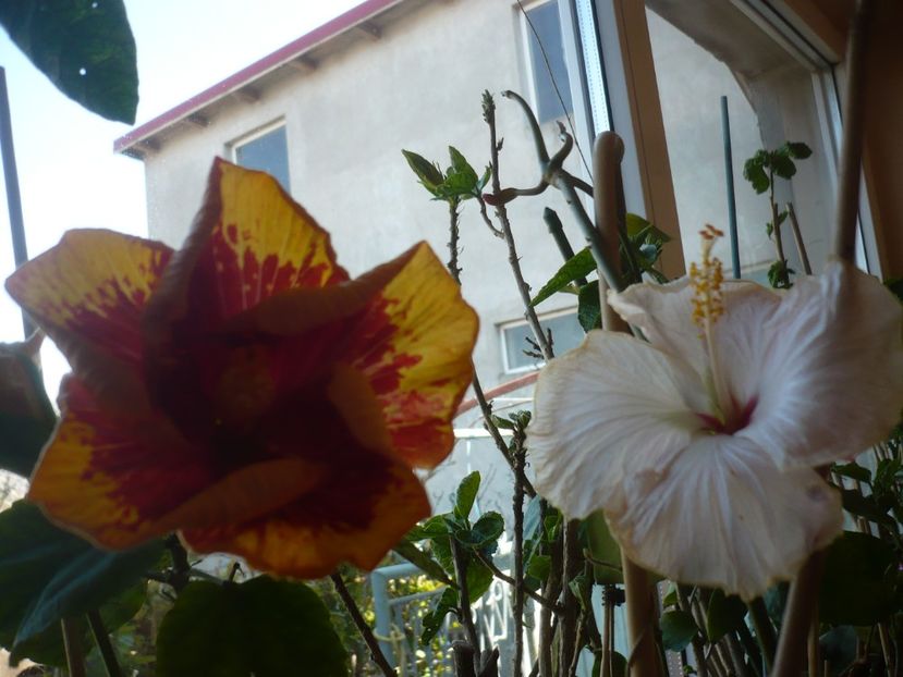 P1400731 - Vocal Coach