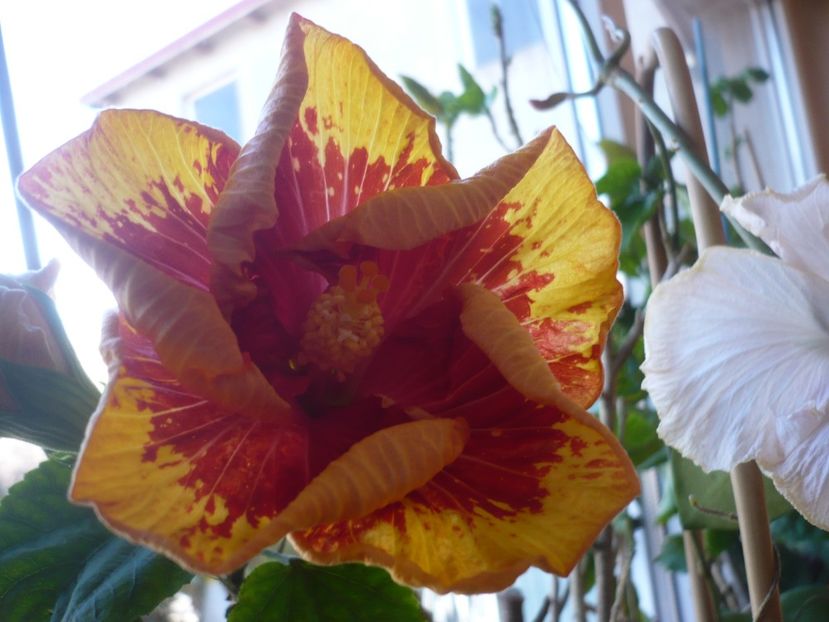 P1400732 - Vocal Coach