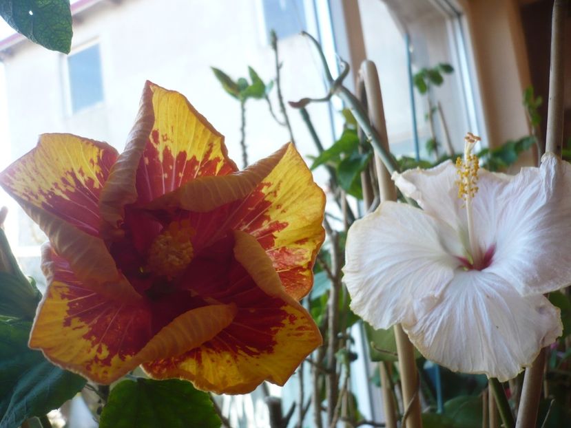 P1400733 - Vocal Coach