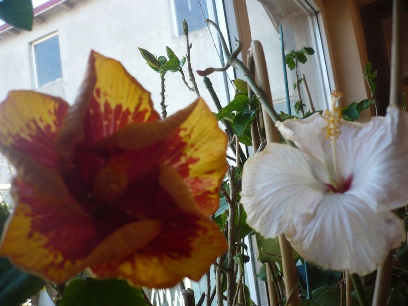 P1400734 - Vocal Coach