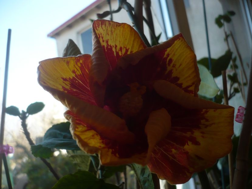 P1400735 - Vocal Coach