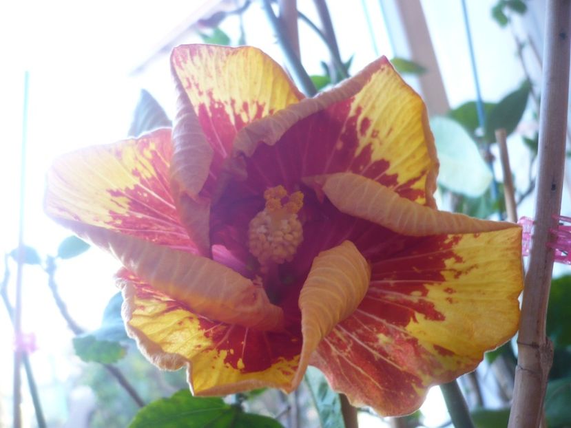 P1400736 - HIBISCUSI 2019-1