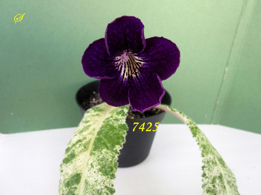 7425(1-04-2019) - Streptocarpusi 2019