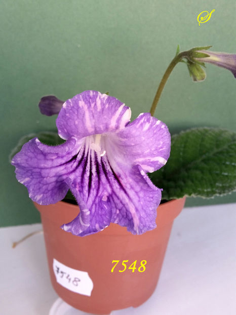 7548(1-04-2019) - Streptocarpusi 2019