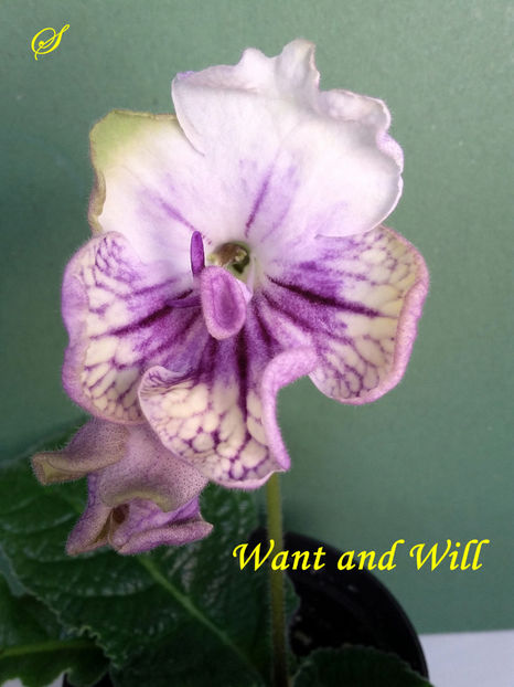 DS-Want and Will(1-04-2019) - Streptocarpusi 2019