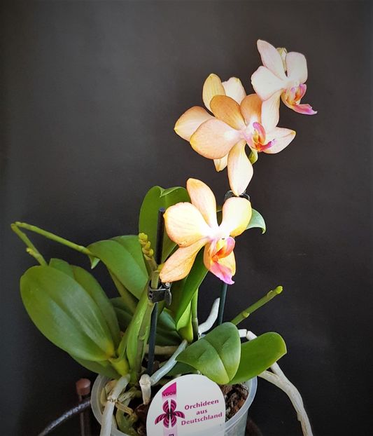  - Phalaenopsis 1