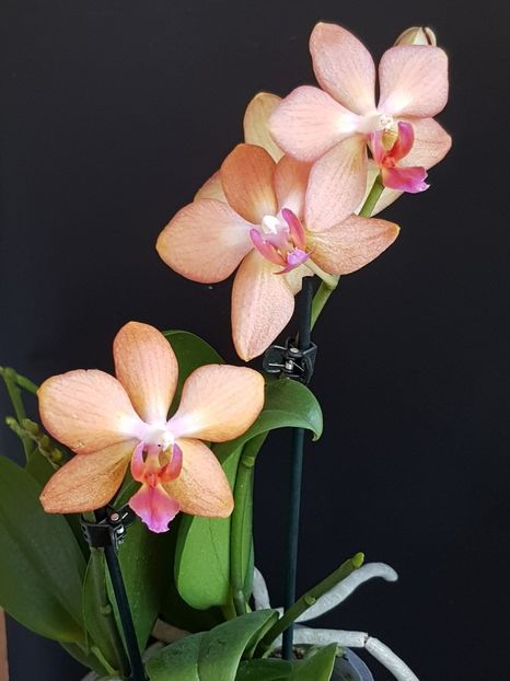 CELLER JUWEL - Phalaenopsis 1
