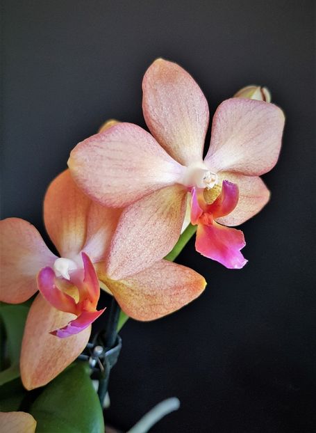 CELLER JUWEL - Phalaenopsis 1