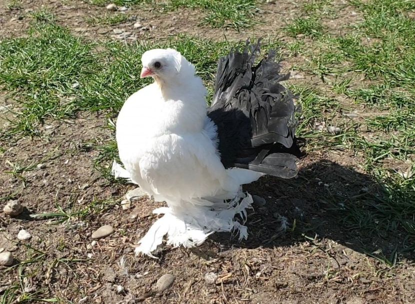  - Omsk si Nordcaucazieni 2019