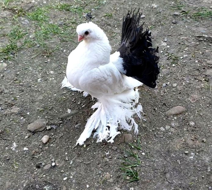  - Omsk si Nordcaucazieni 2019