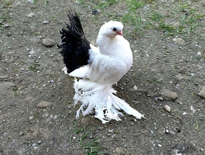  - Omsk si Nordcaucazieni 2019