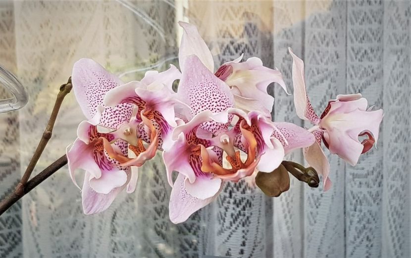  - Phalaenopsis 1