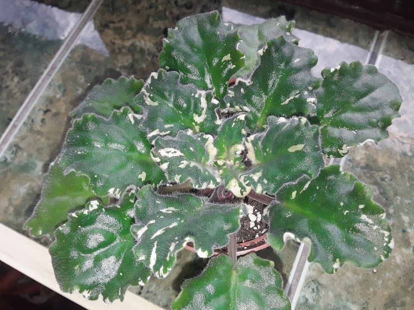  - Gemcraft Pink Pearl