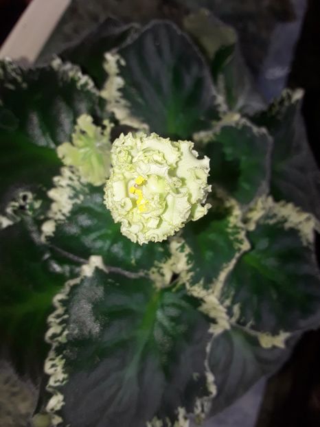  - LE Parisznije Tainy sport