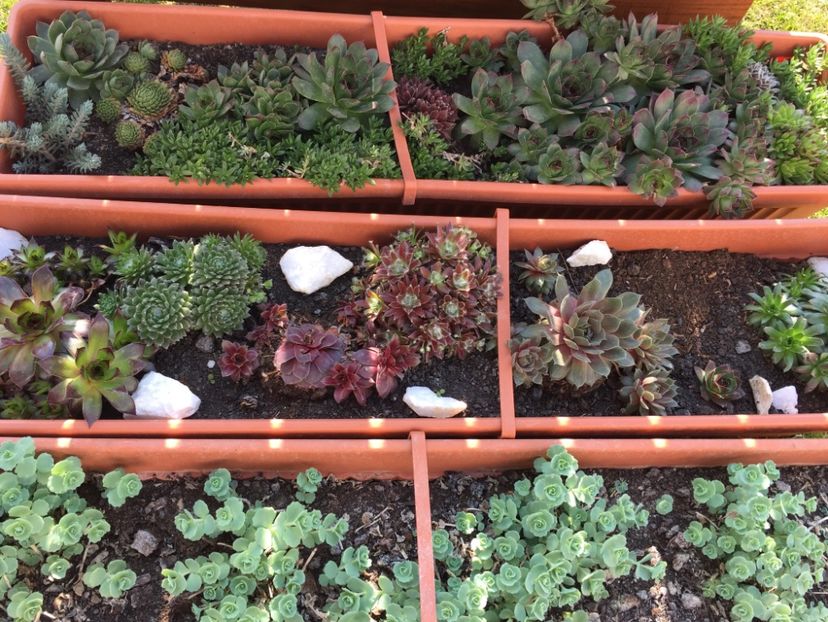 BEE267BA-62CA-45FB-9E2D-5572F044C6A0 - GRADINA 2019