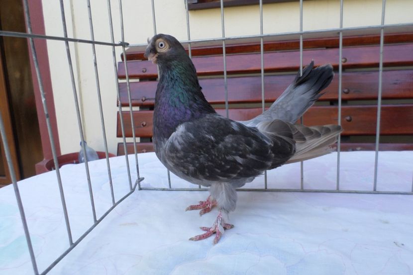 SAM_1385 - POZE 2019