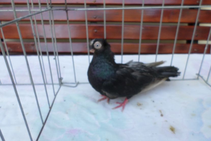 SAM_1449 - POZE 2019