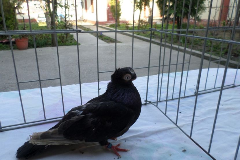 SAM_1453 - POZE 2019