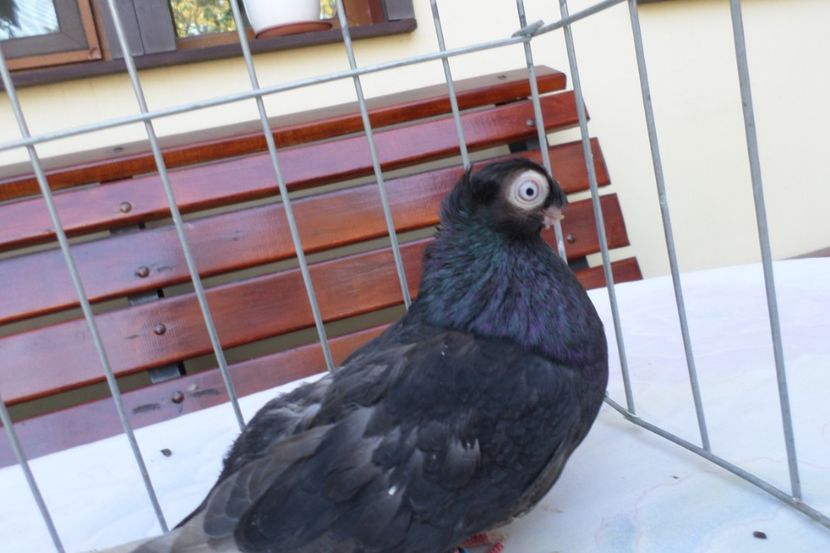 SAM_1454 - POZE 2019