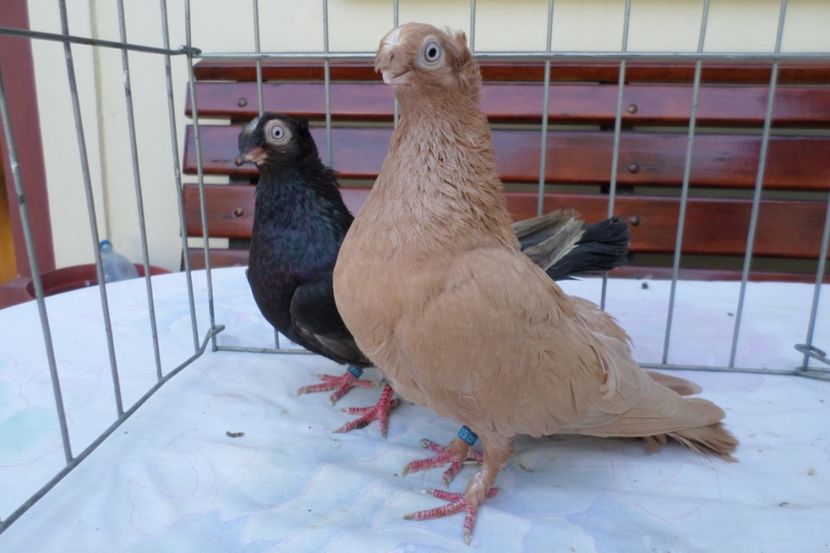 SAM_1462 - POZE 2019