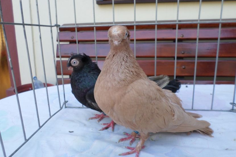 SAM_1463 - POZE 2019