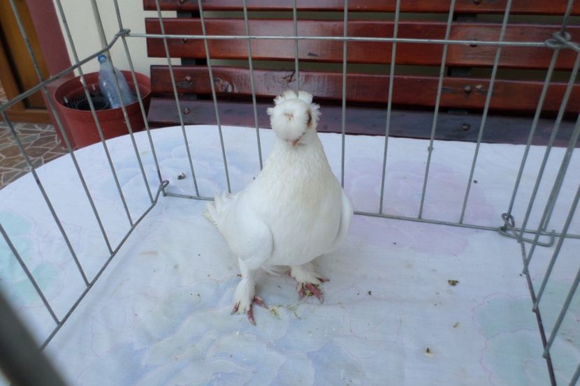 SAM_1487 - POZE 2019