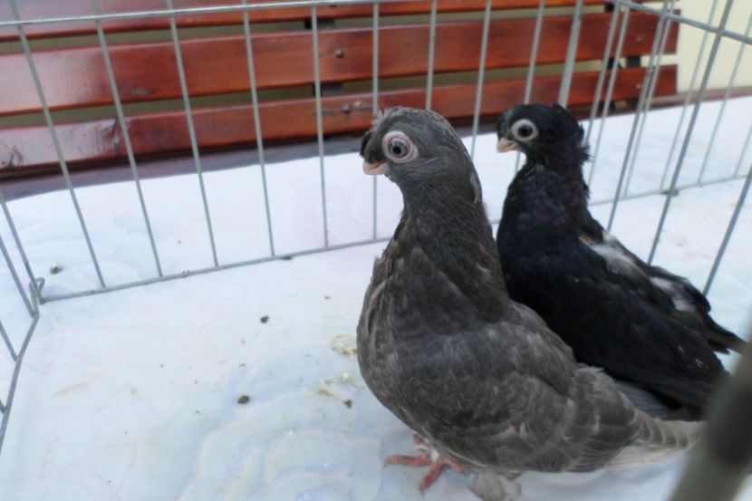 SAM_1492 - POZE 2019