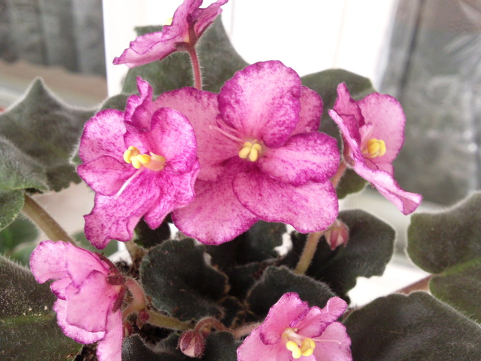Photo0860 - VIOLETE AFRICANE saintpaulia  2010-2011                                                             