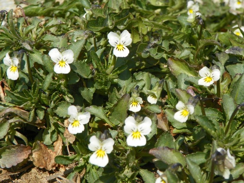 viola arvensis - z-Dobarland 2019