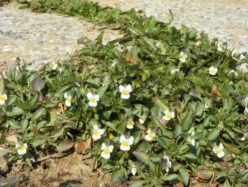 viola arvensis - z-Dobarland 2019