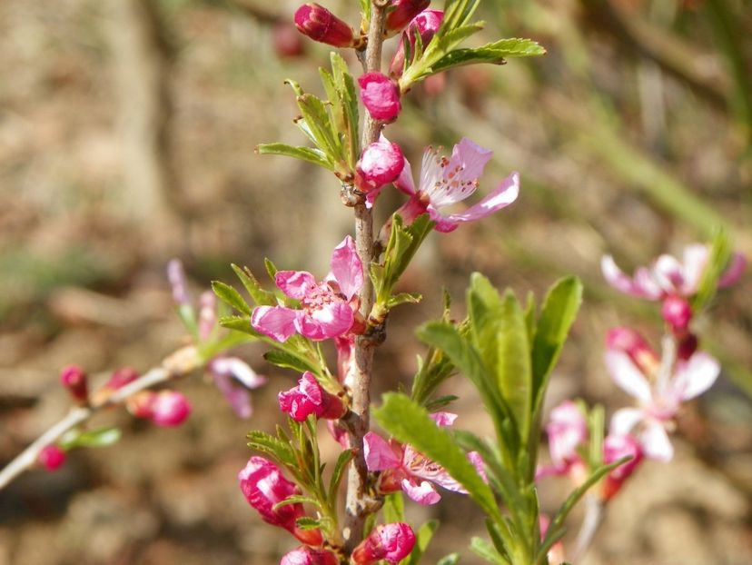 prunus tenella Fire Hill - z-Dobarland 2019