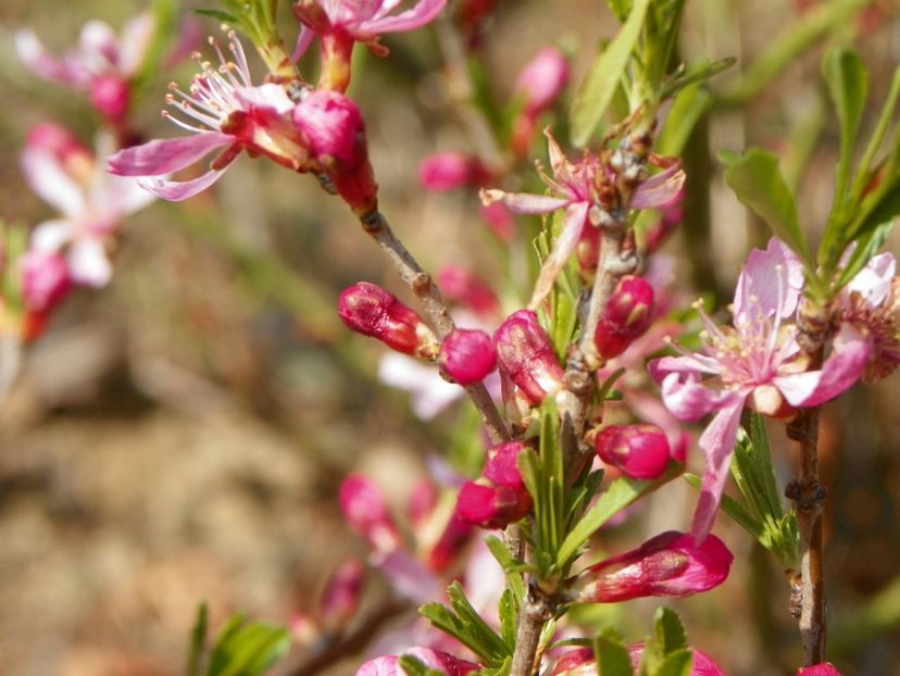 prunus tenella Fire Hill - z-Dobarland 2019