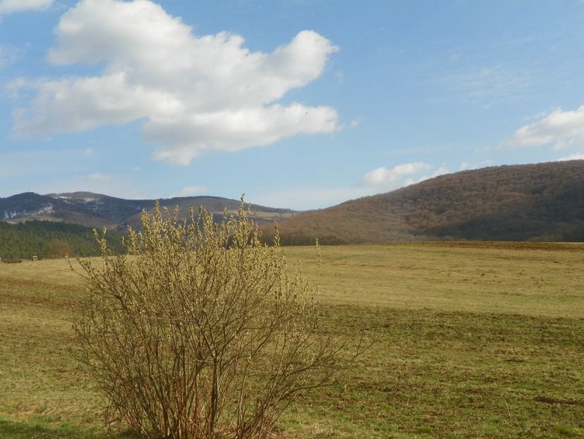 salix caprea - z-Dobarland 2019