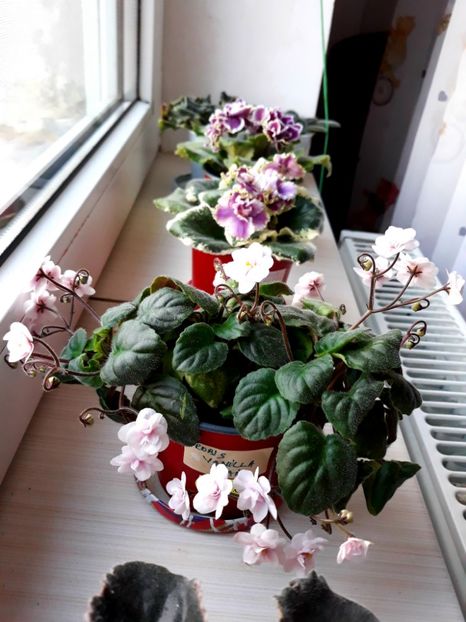  - Rob-s Vanilla Trail