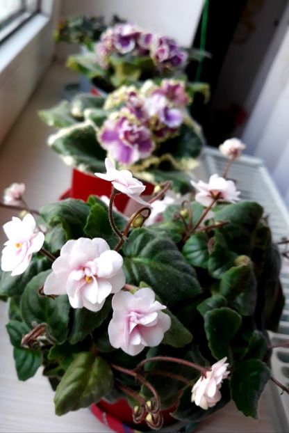  - Rob-s Vanilla Trail