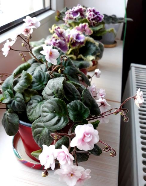  - Rob-s Vanilla Trail