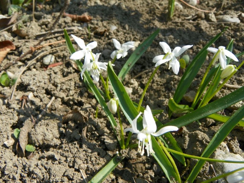 30 mart (44) - Primavara 2019