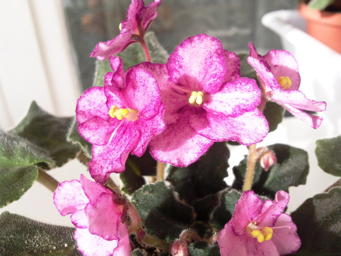 Photo0862 - VIOLETE AFRICANE saintpaulia  2010-2011                                                             