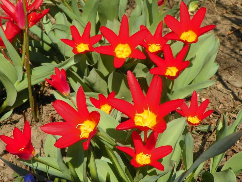 tulipa Scarlet Baby - Primavara 2019