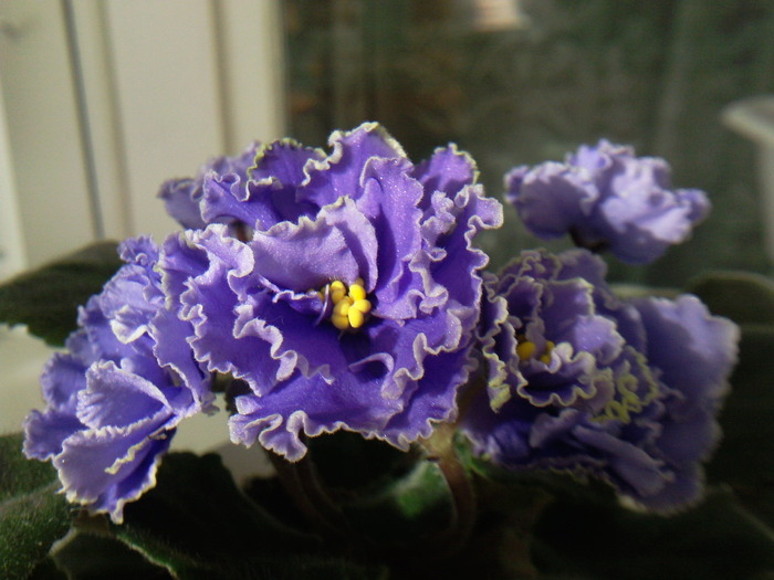 Photo0865 - VIOLETE AFRICANE saintpaulia  2010-2011                                                             